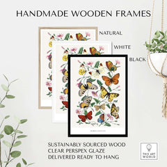 Paul Servais Butterflies Le Jardin des Plantes Vintage Botanical Wall Art in handmade wooden frames.