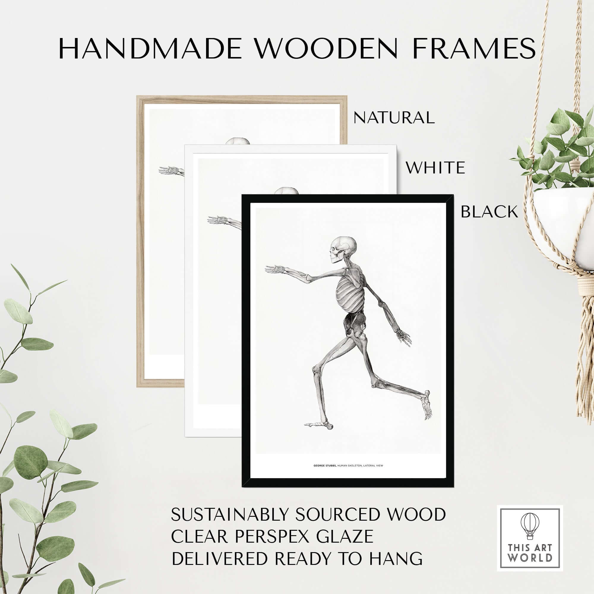 Exhibition Art Print George Stubbs Human Skeleton Lateral View Anatomy Poster framed in handmade wooden frames.