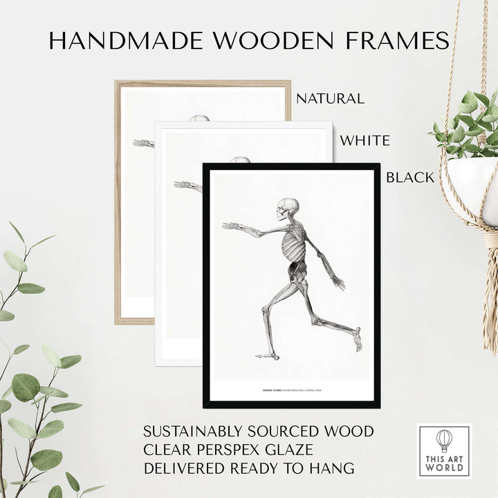 Handmade wooden frames in natural, white, and black for anatomy art prints, featuring sustainable design and clear glaze.
