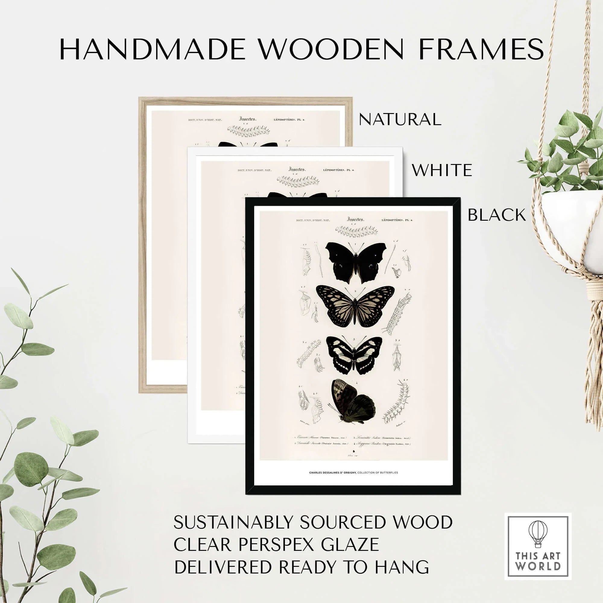 Exhibition Art Print Charles d'Orbigny Butterflies Vintage Entomology Poster Wall Art in handmade wooden frames.