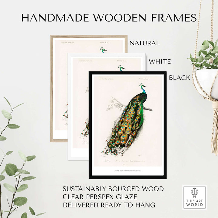 Handmade wooden frames in natural, white, and black for Exhibition Art Print of Indian Peafowl, ready to hang.