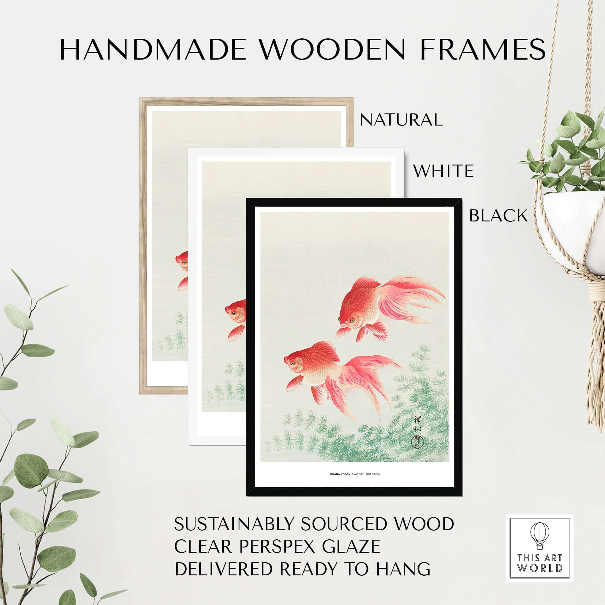 Exhibition Art Print Ohara Koson Two Veil Goldfish Japanese Fish Poster displayed in handmade wooden frames.