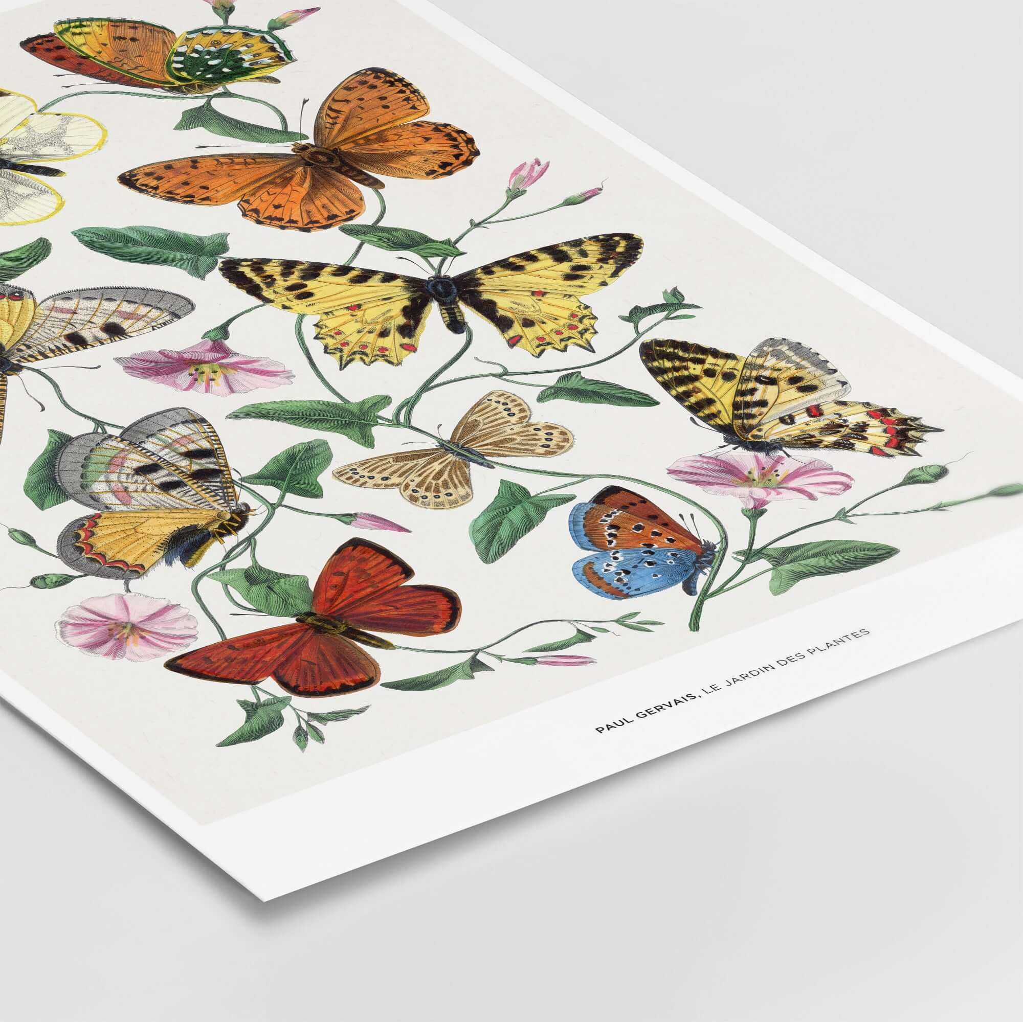 Paul Servais Butterflies Le Jardin des Plantes Vintage Botanical Wall Art featuring colorful butterflies and delicate pink flowers.