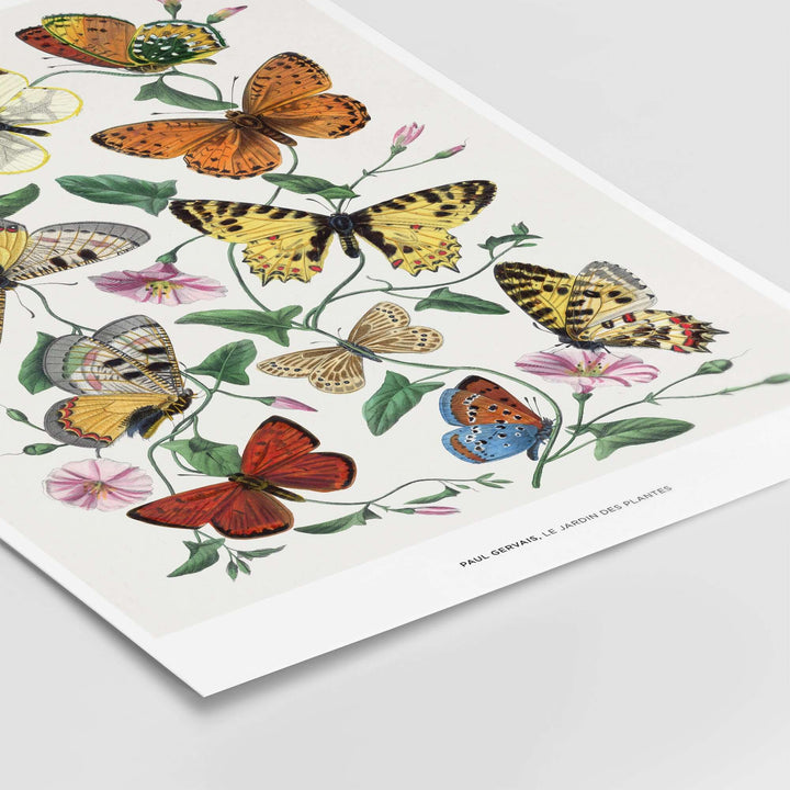 Vintage botanical art print by Paul Servais featuring colorful butterflies and delicate pink flowers.