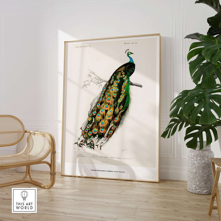 Vintage art print of an Indian Peafowl by Charles d'Orbigny displayed in a modern interior setting.